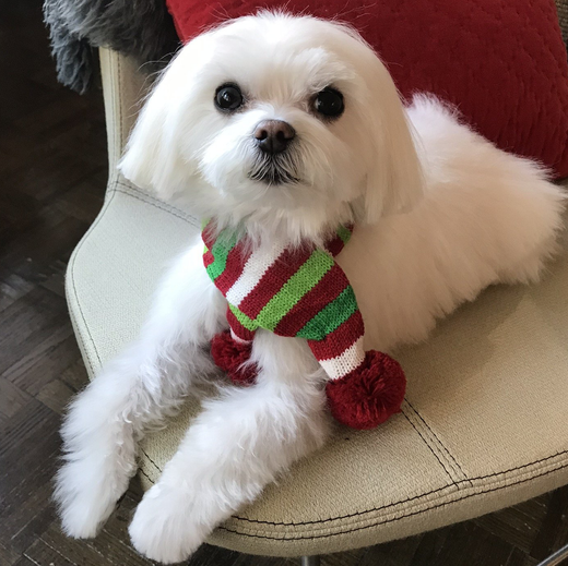 The Pet Maven: house call pet grooming and cat sitting