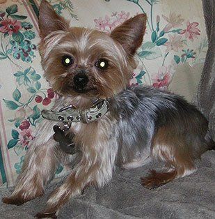 The Pet Maven: house call pet grooming and cat sitting