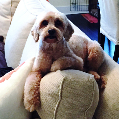 Pet Groomers That Come To Your House Cat Sitter Service