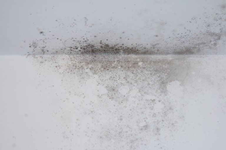 A close up of black mold on a white wall.