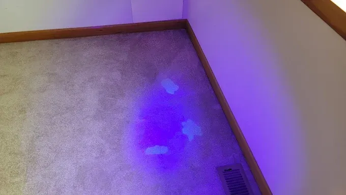 Carpet illuminated with a purple light, revealing several glowing spots.
