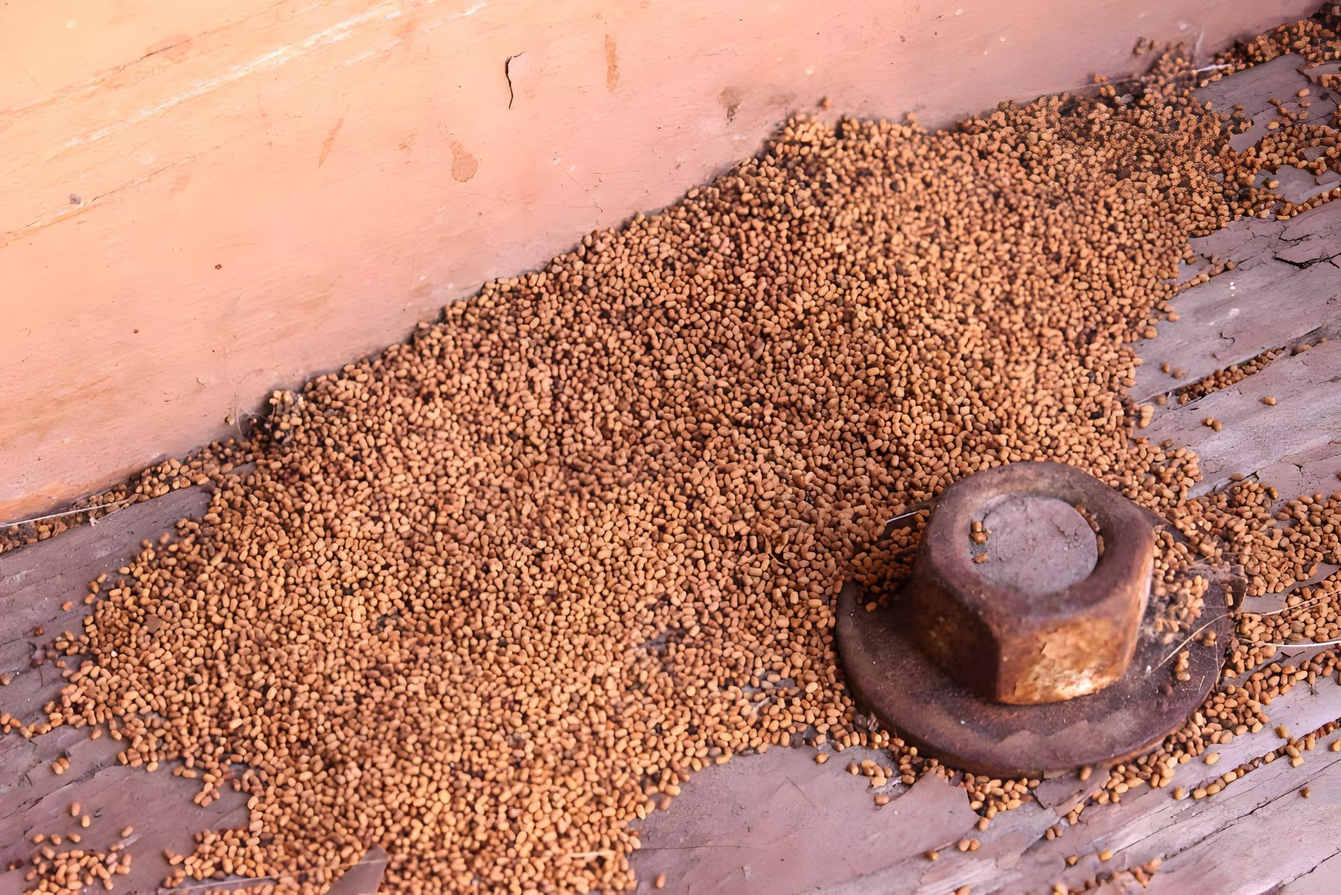 A Close up of a nut on a Wooden Surface — Termite Treatment in Tamworth, NSW