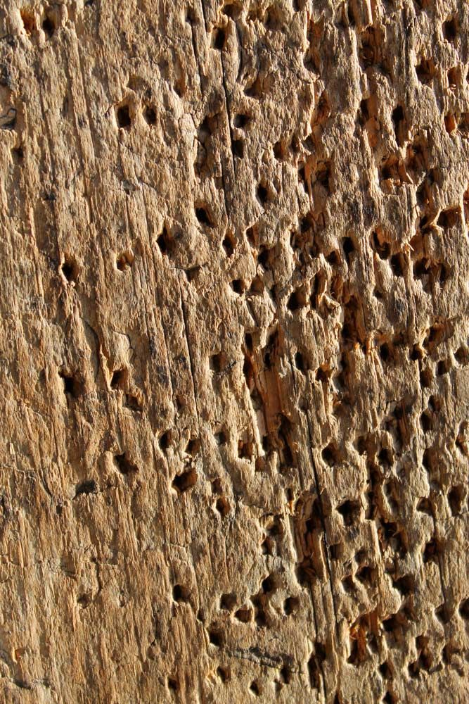 Texture Of The Old Spoiled Wood Damaged — Pest Control Services in Tamworth, NSW