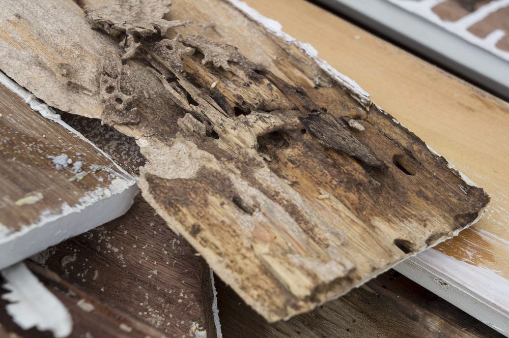 Termite Damage Rotten Wood Eat Nest Destroy — Pest Control Services in Quirindi, NSW