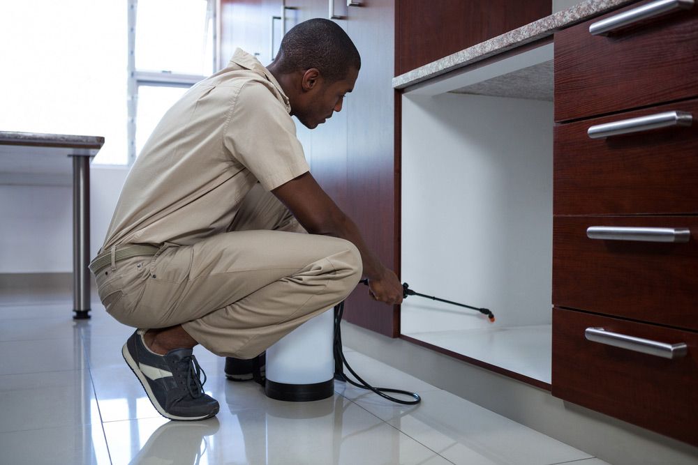 A Man Is Spraying A Cabinet With A Sprayer In A Kitchen — Pest Control Services in Tamworth, NSW