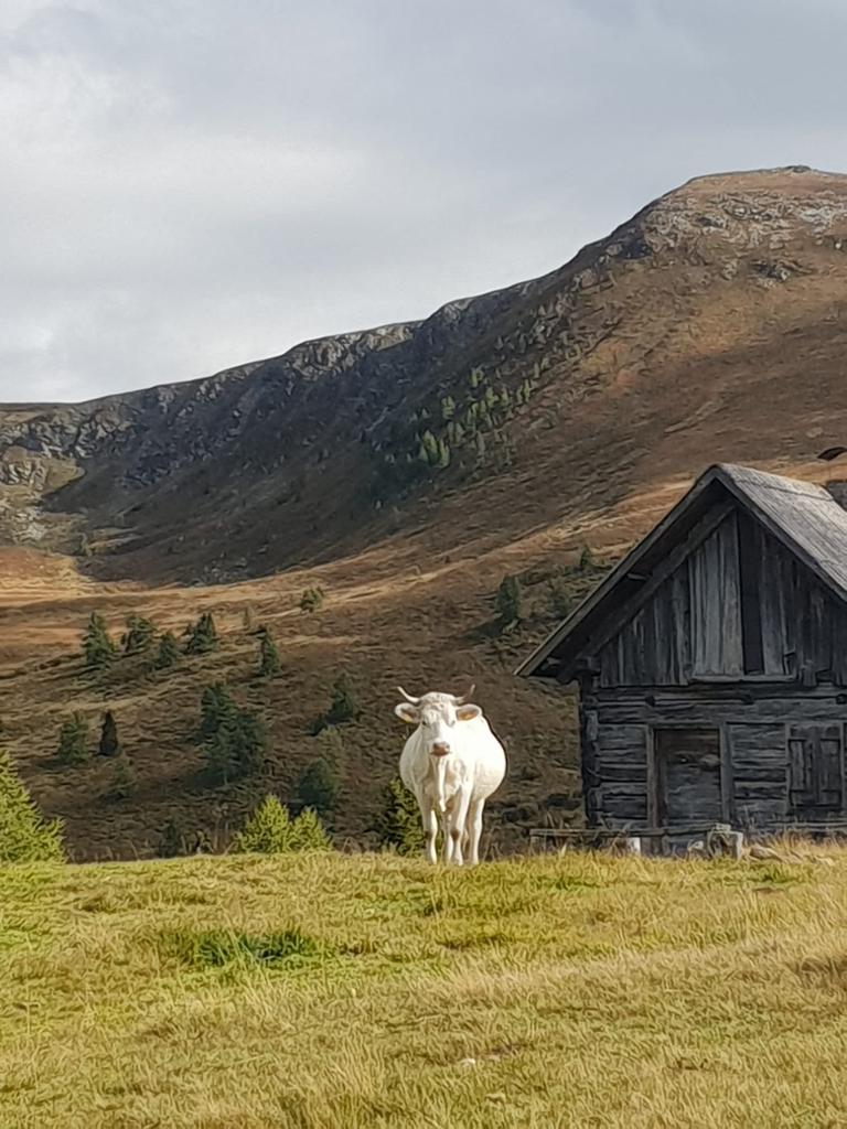 Tiere & Natur auf der Alm