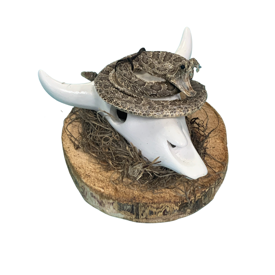A bull skull with a rattlesnake on top of it