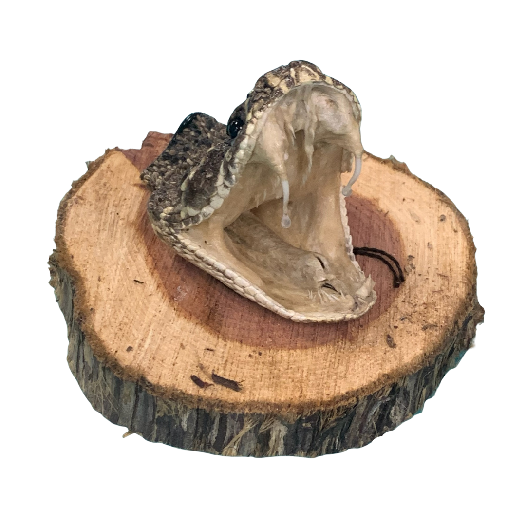 A snake 's head is sitting on a piece of wood
