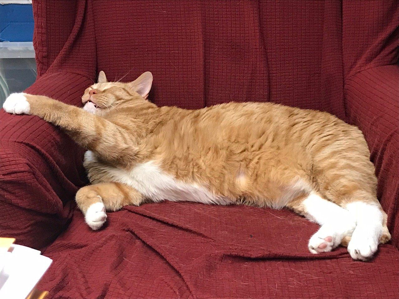 Yellow Cat — Desloge, MO — Eaton Tax Service