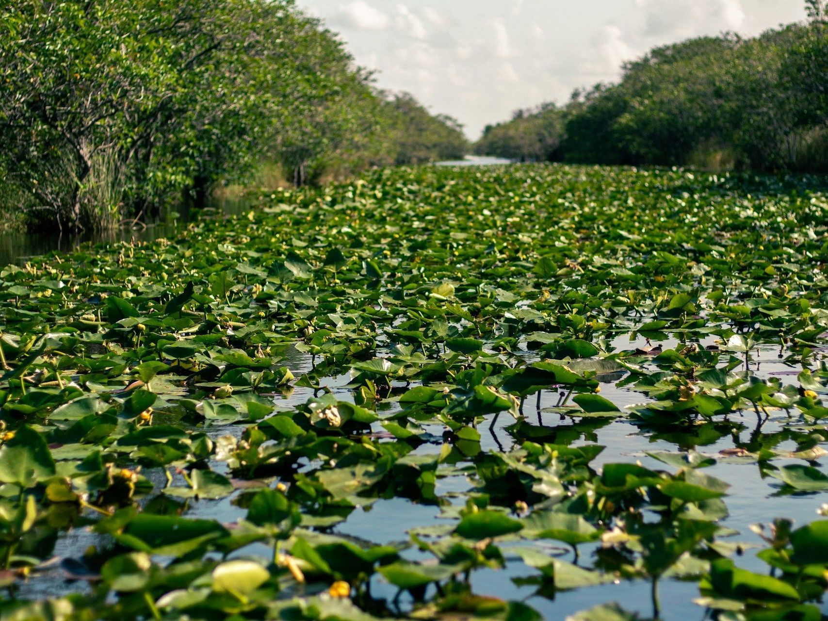 A swamp filled with lots of lily pads and trees.