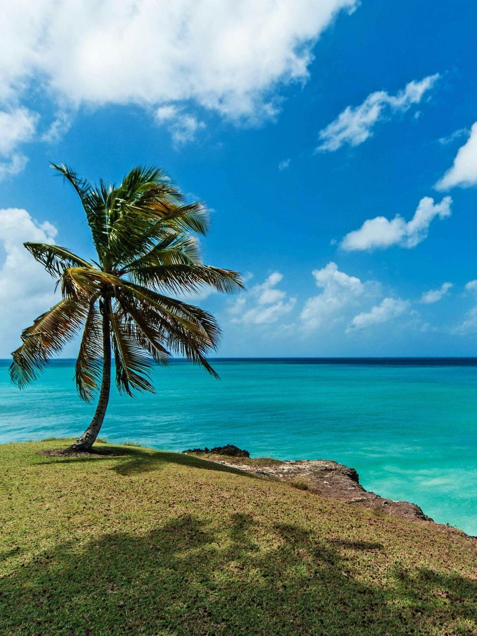 A palm tree stands on a grassy hill overlooking the ocean.