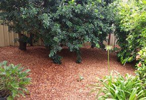 Trees — Garden Maintenance in Central Coast, NSW