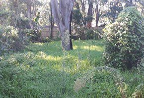 Grass start growing — Rubbish Removal in Central Coast, NSW