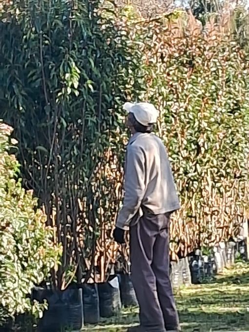 Persona con chaqueta ligera y gorra observando árboles altos en macetas negras. En un entorno soleado al aire libre.