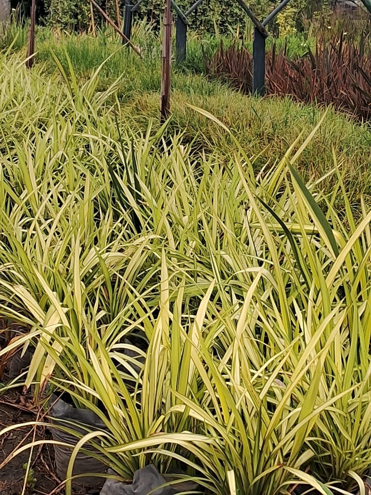 Césped verde delante de una puerta de hierro forjado negro, con un edificio parcialmente visible al fondo.