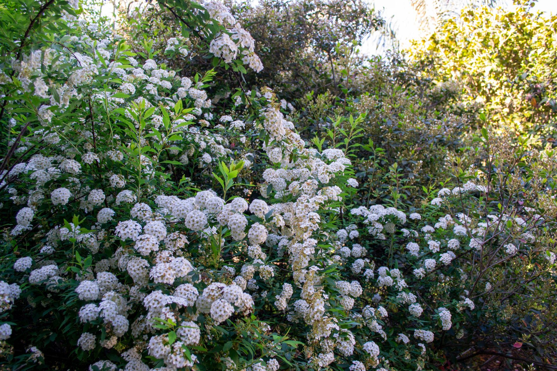 Arbusto exuberante con flores blancas en cascada en un entorno verde iluminado por el sol.