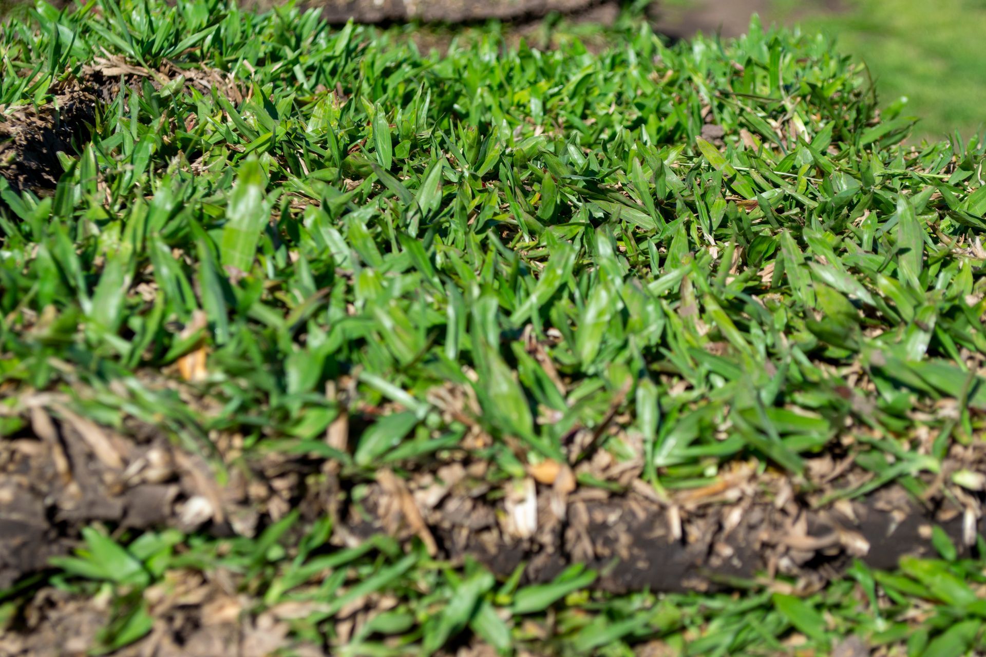 Primer plano de césped recién cortado con hojas de hierba de color verde vibrante.