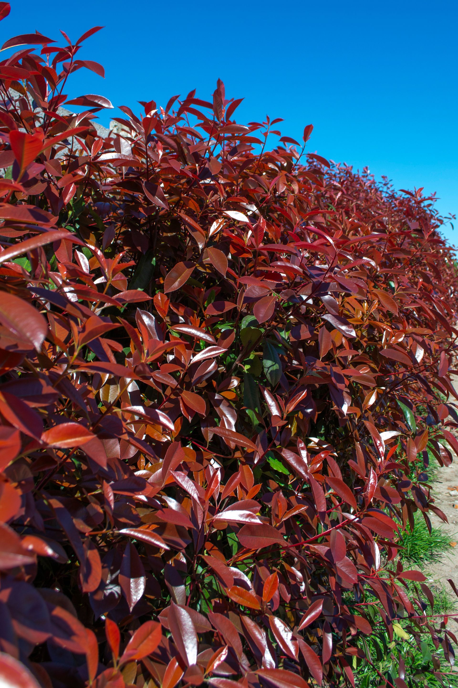 Seto de Photinia roja contra un cielo azul brillante.