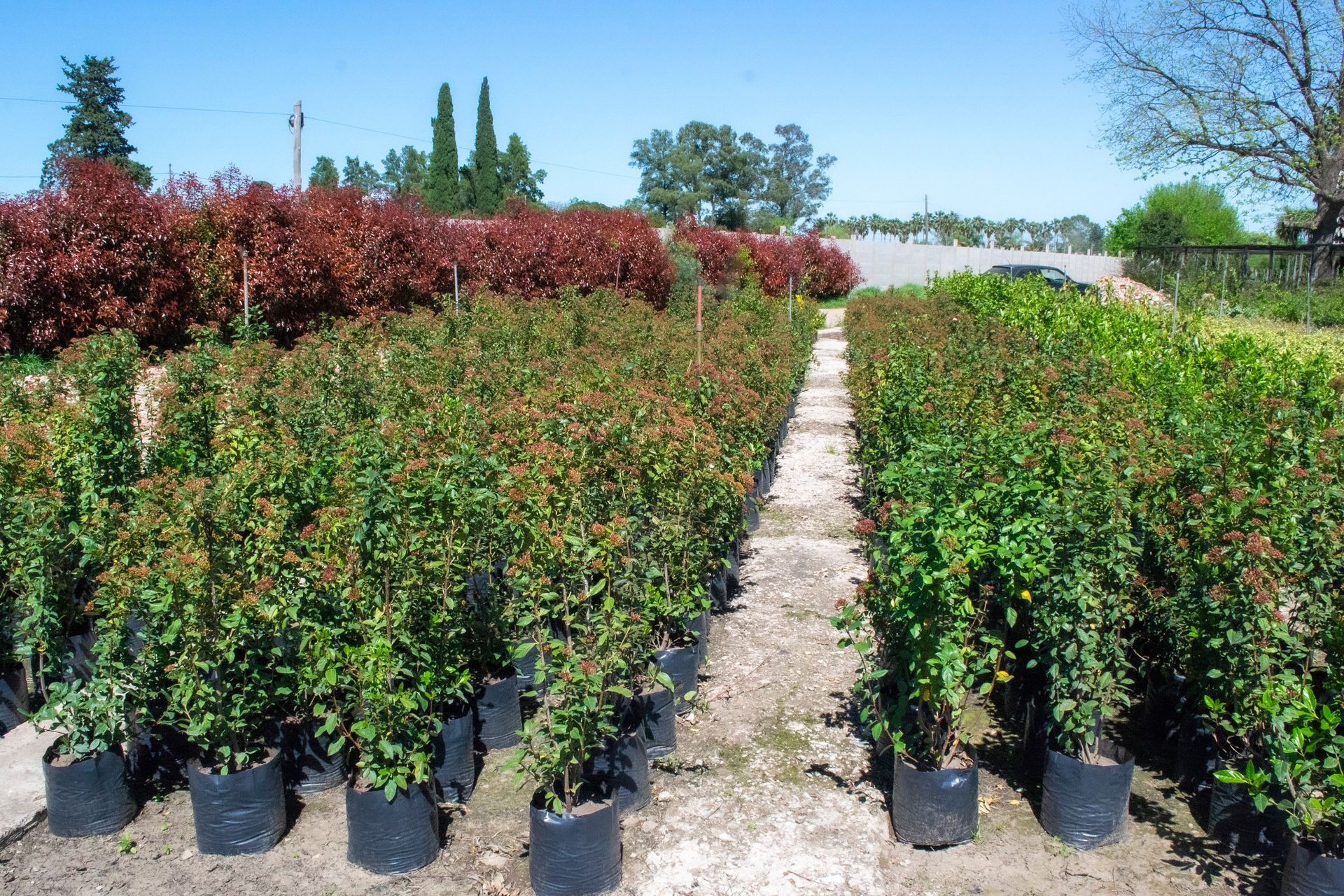 Filas de arbustos verdes y rojos en macetas en un vivero, bajo un cielo azul.