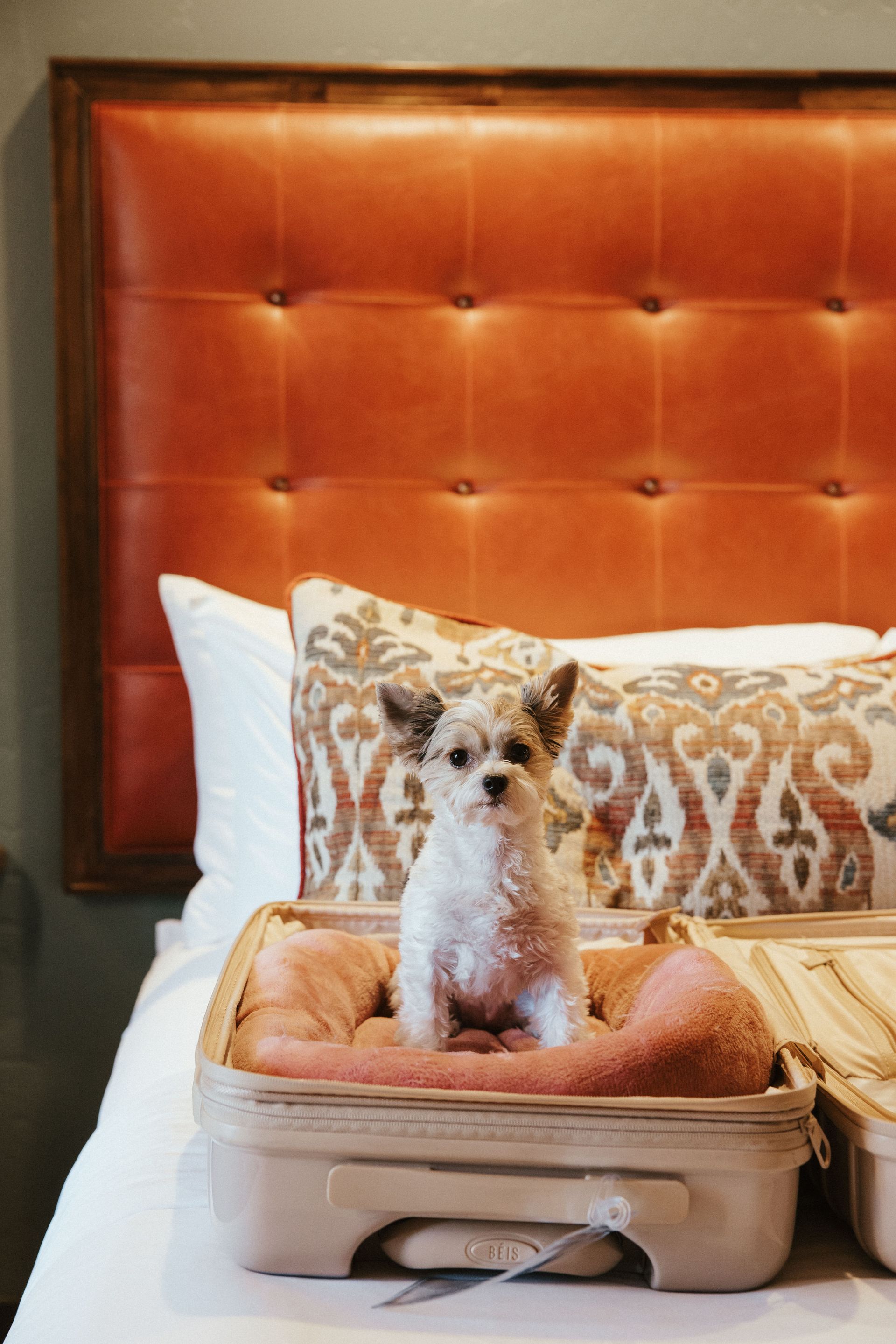A small dog is sitting in a suitcase on a bed.