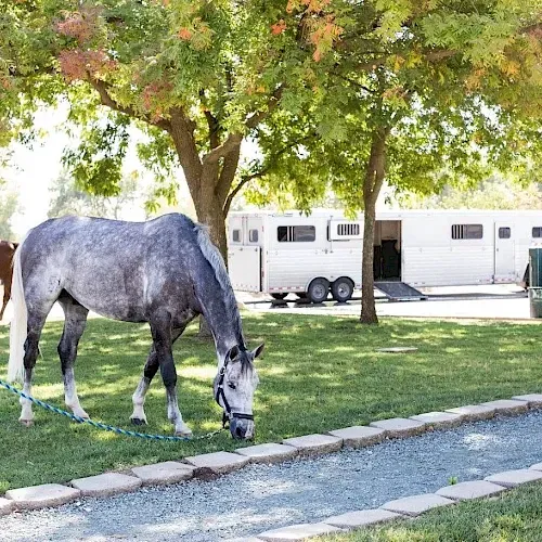 A horse is grazing in the grass next to a trailer.