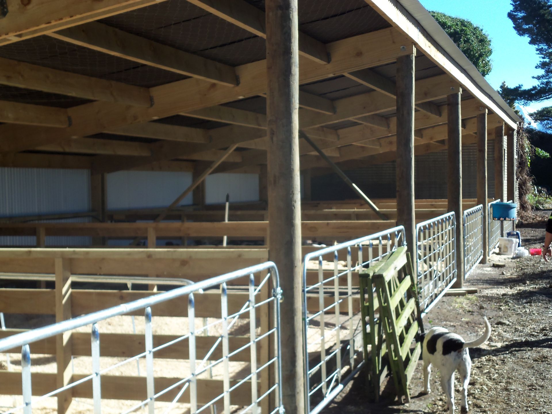 A black and white dog standing in front of a fenced in area