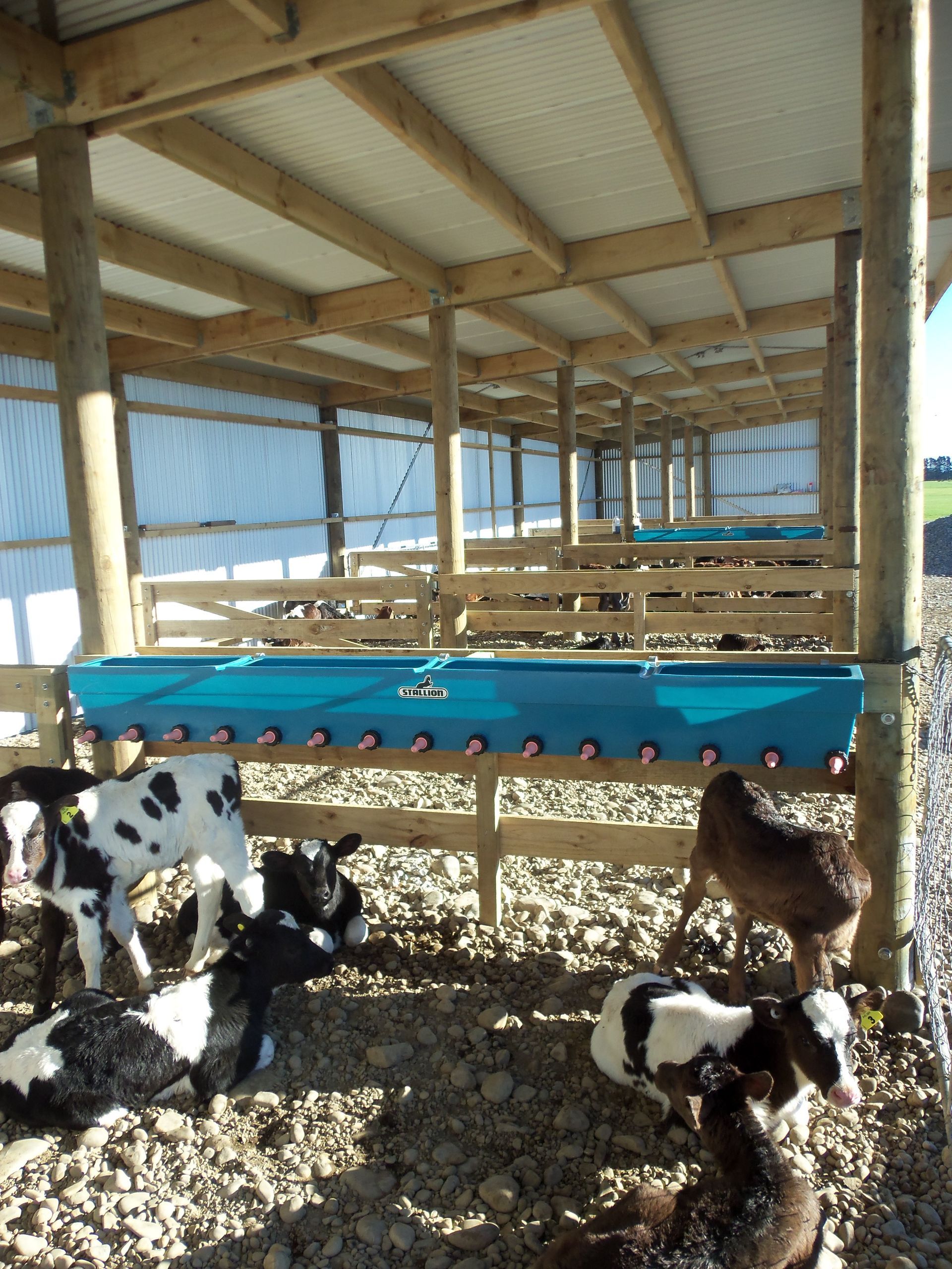 A group of calves are standing in a fenced in area