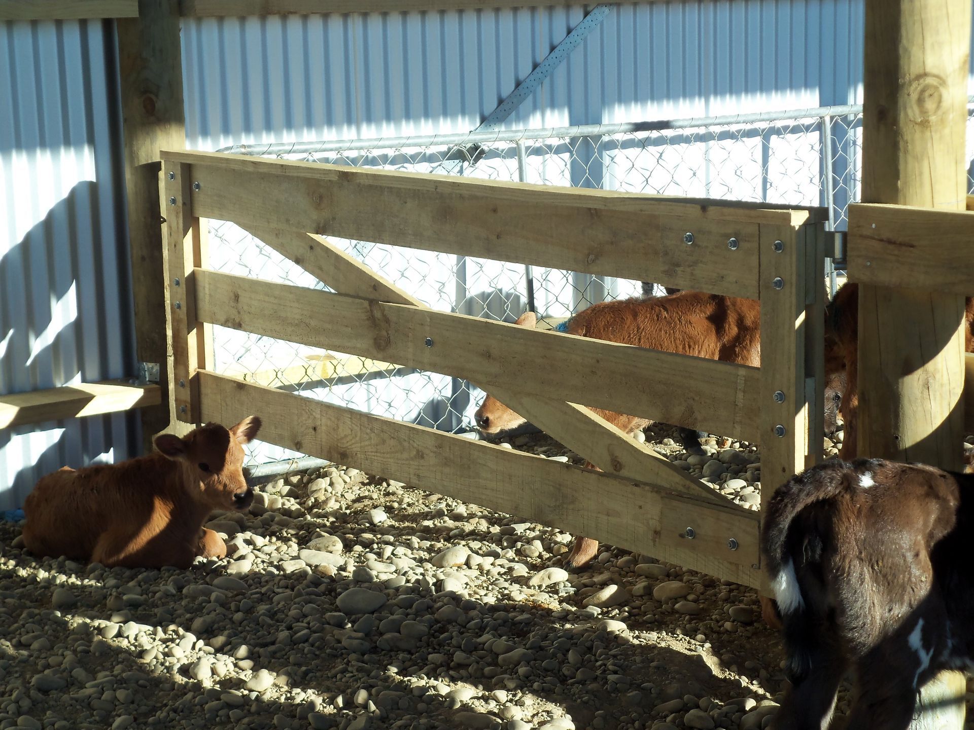 A couple of animals are behind a wooden fence