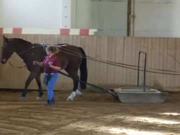 Pferd Selbst Einfahren