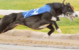 King Elvis Greyhound