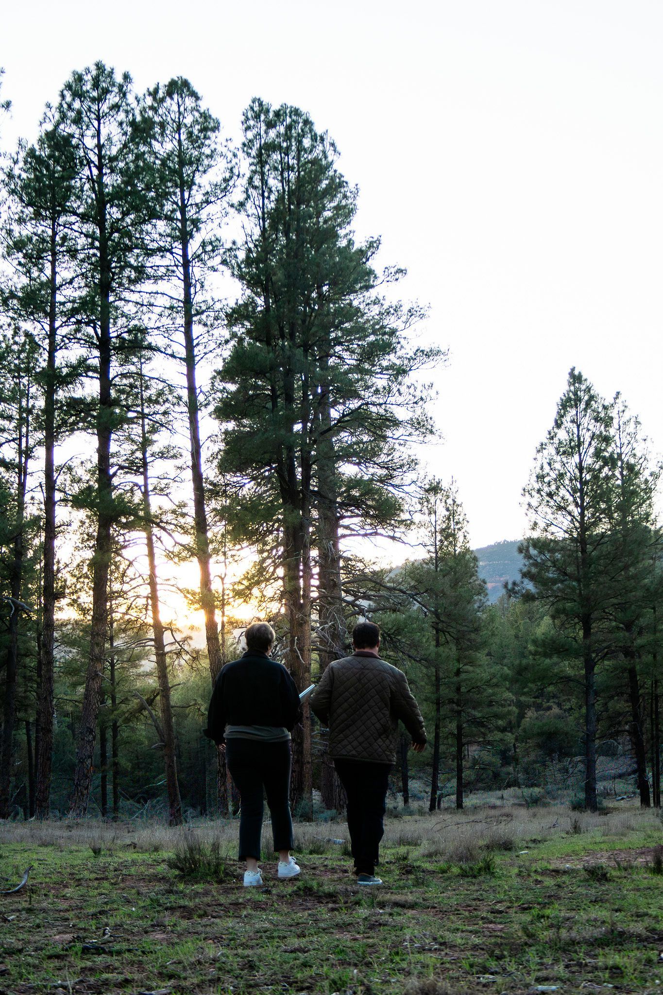 Two people walk away from the camera through a grassy, sunlit pine forest at sunset.