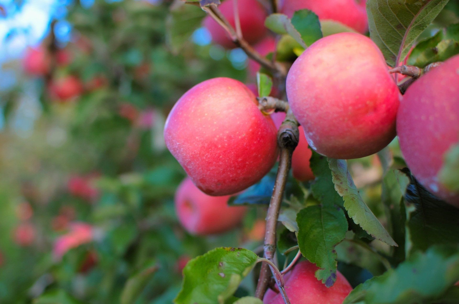 Stayman Winesap Apples