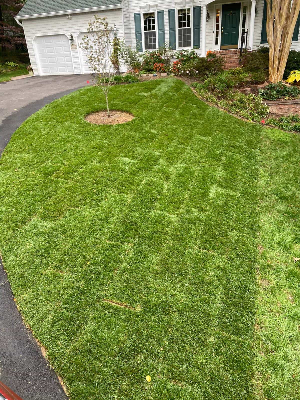 A lush green lawn in front of a house with a tree in the middle.