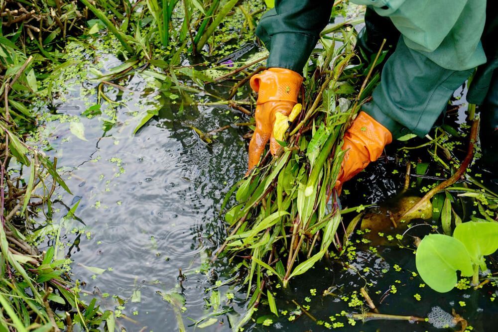 A person wearing orange gloves is picking plants out of a pond.