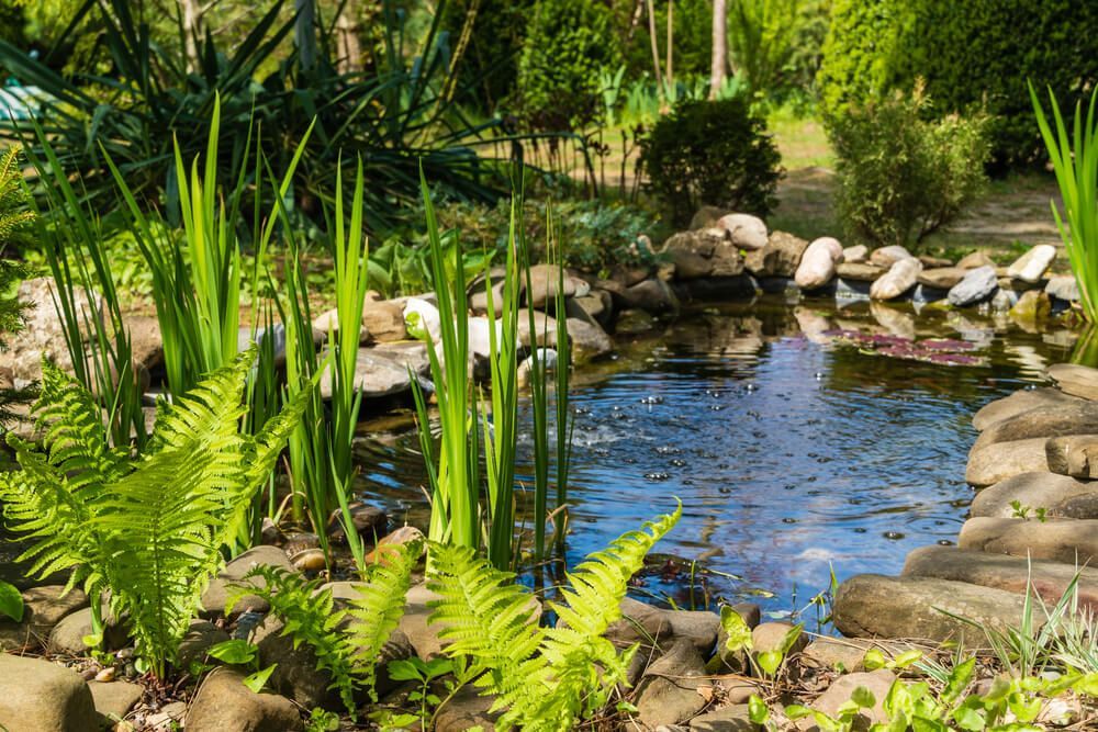 A pond surrounded by rocks and ferns in a garden.