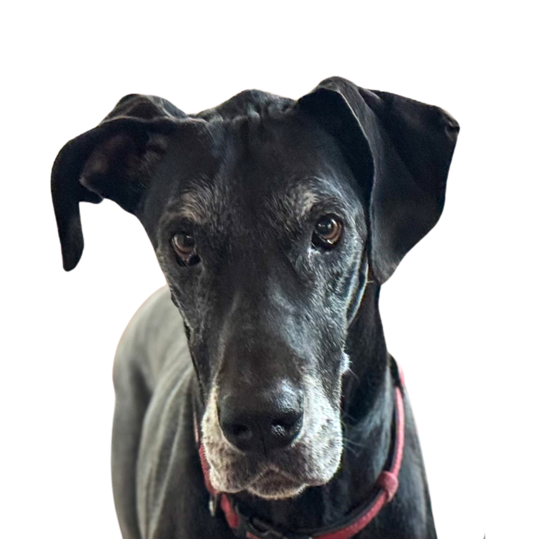 Black Great Dane with gray muzzle, wearing a red collar, looking directly at the camera.