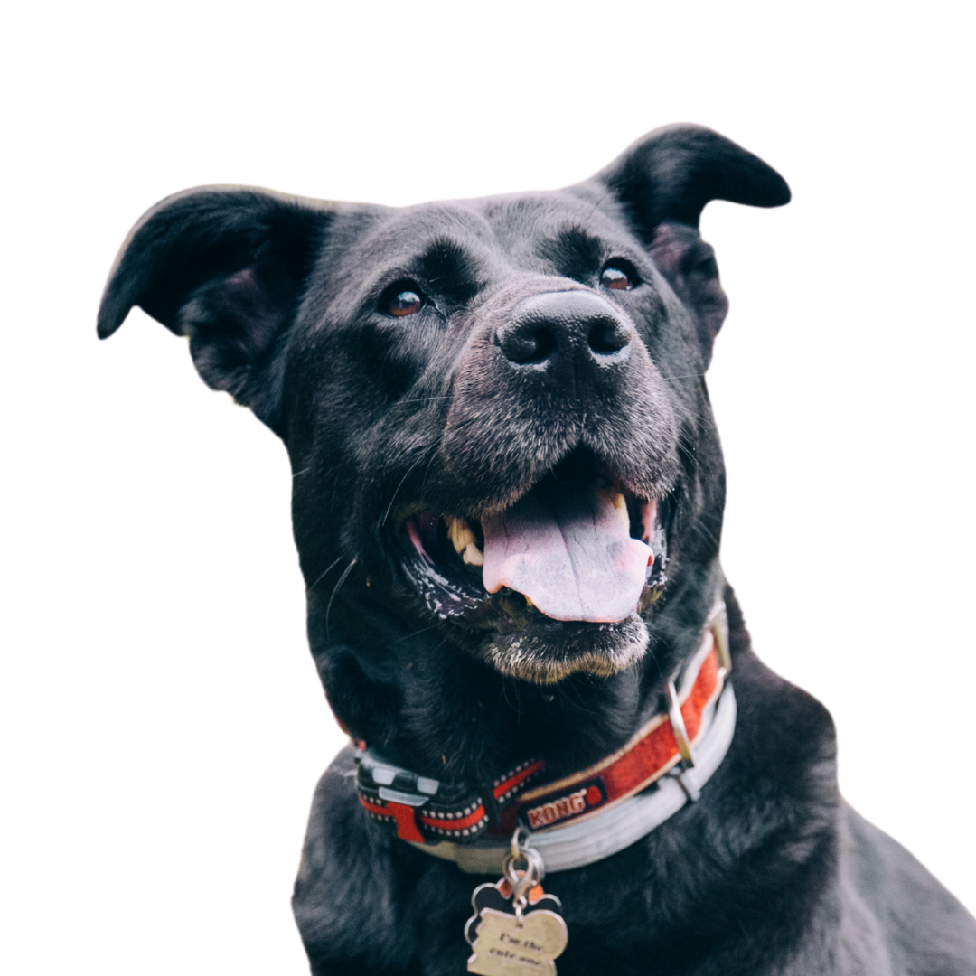 Black dog with red collar, smiling and looking upward.