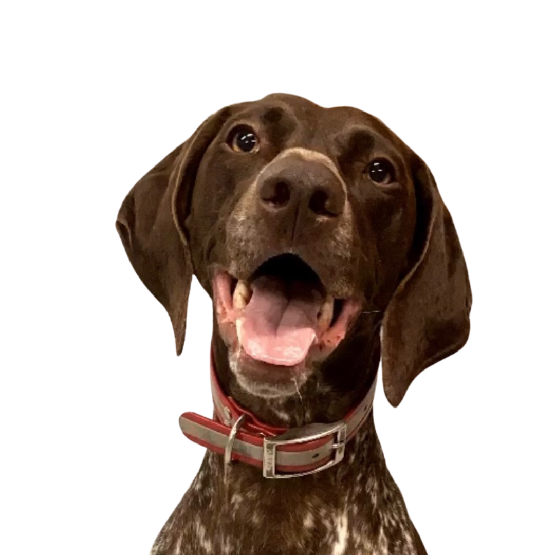 Happy brown German Shorthaired Pointer with open mouth, wearing red collar, against white.