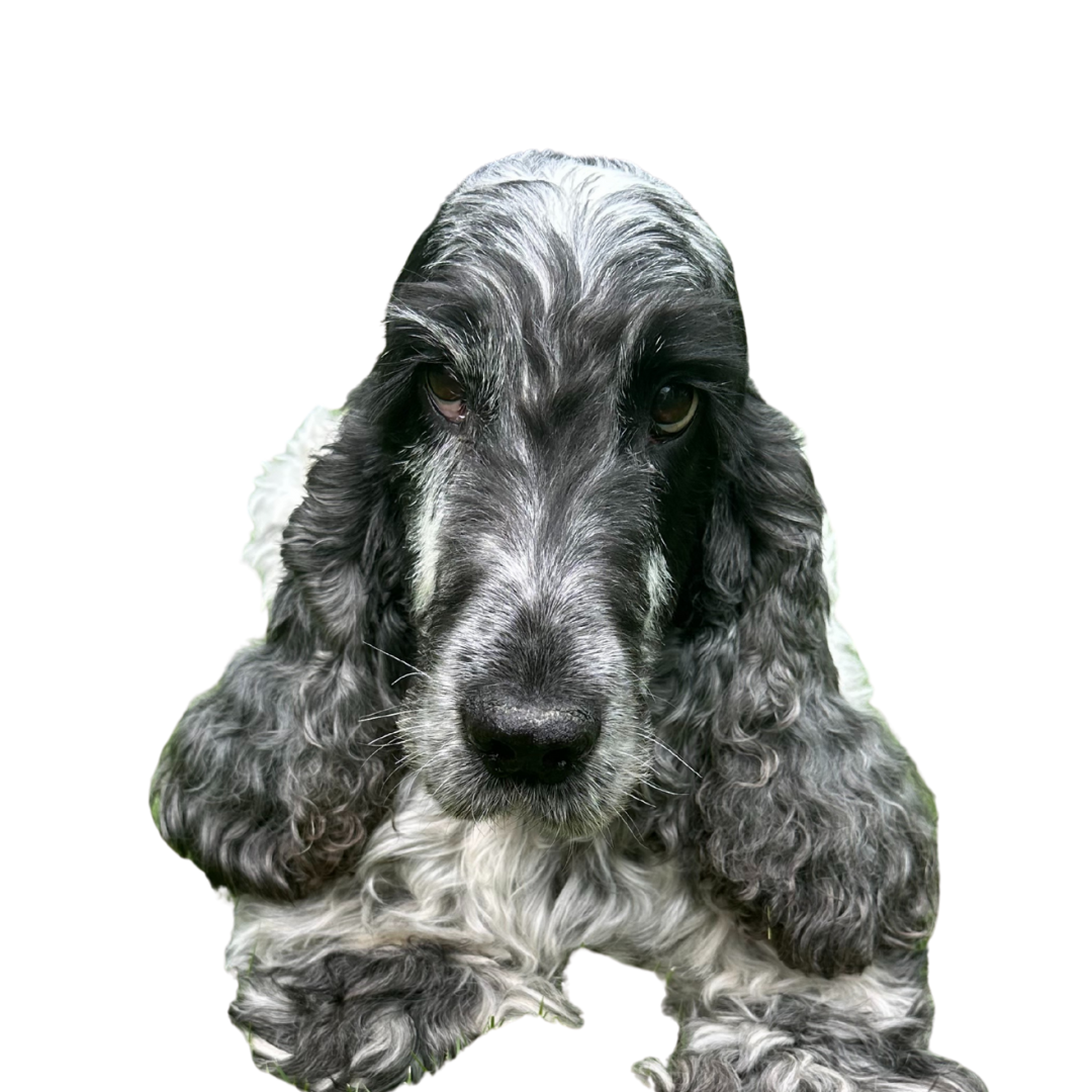 Blue roan Cocker Spaniel, looking directly at the camera with sad eyes.