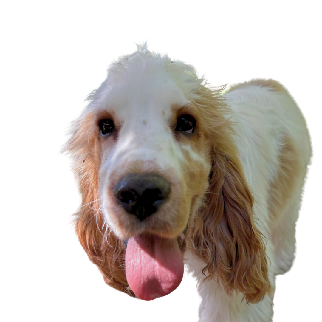 Blond and white Cocker Spaniel, panting, tongue out.