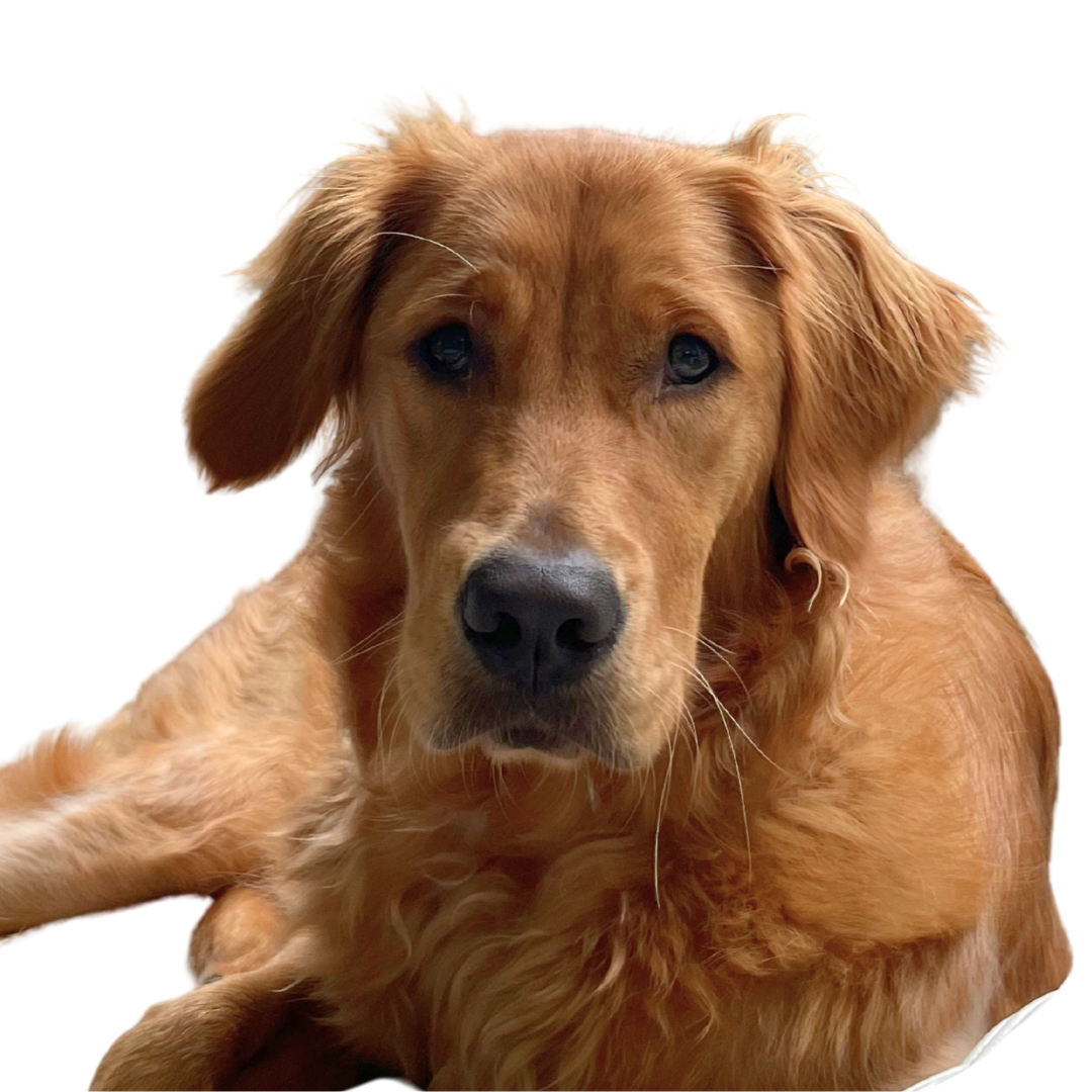 Golden Retriever dog laying down, looking at the viewer.