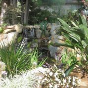 Small Pond With Plants — San Bernardino, CA — Richard Pope & Associates