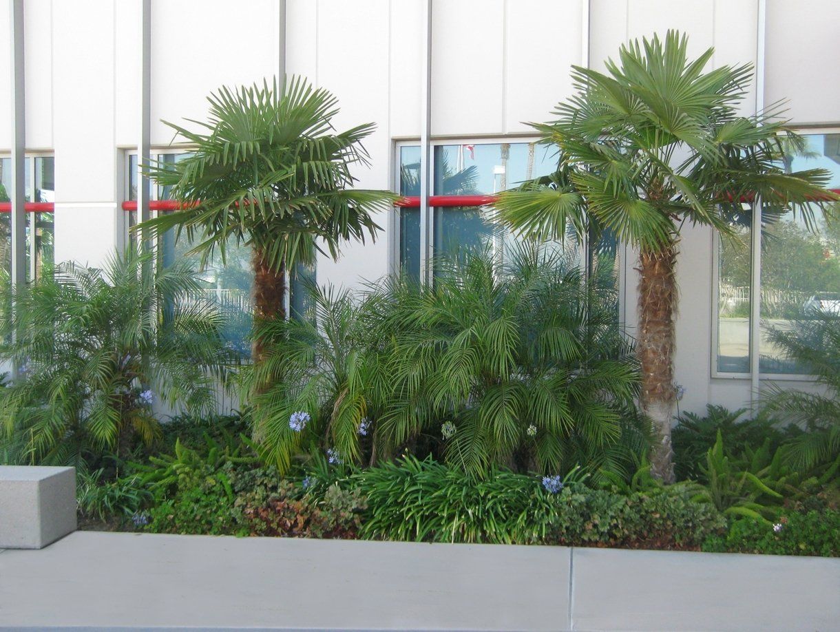 Amazing Trees Outside The Building — San Bernardino, CA — Richard Pope & Associates