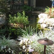 Pond With Plants On Water — San Bernardino, CA — Richard Pope & Associates