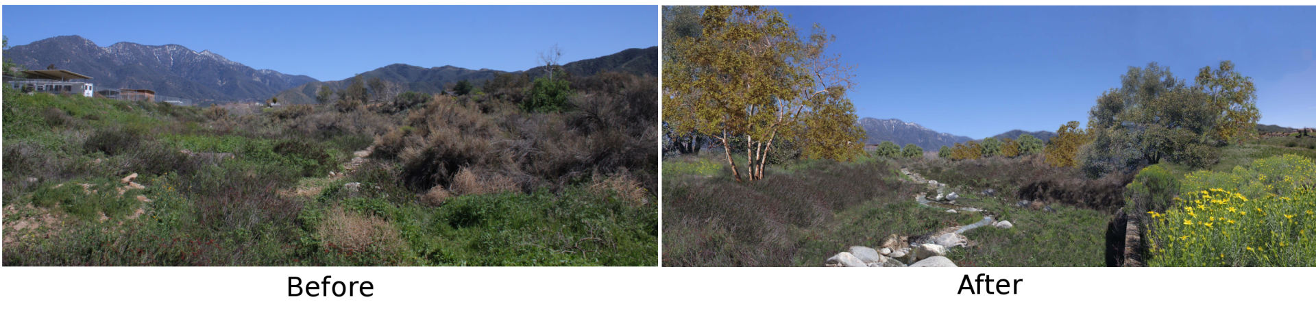 Before And After Of Tree — San Bernardino, CA — Richard Pope & Associates