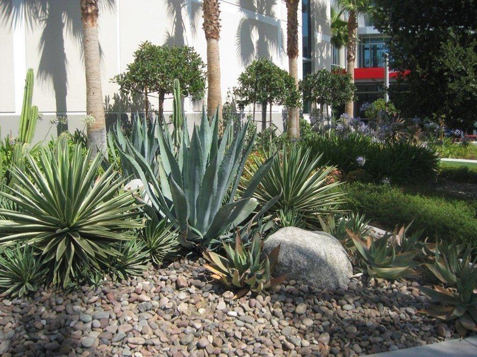 Closer Look Of Amazing Plants — San Bernardino, CA — Richard Pope & Associates