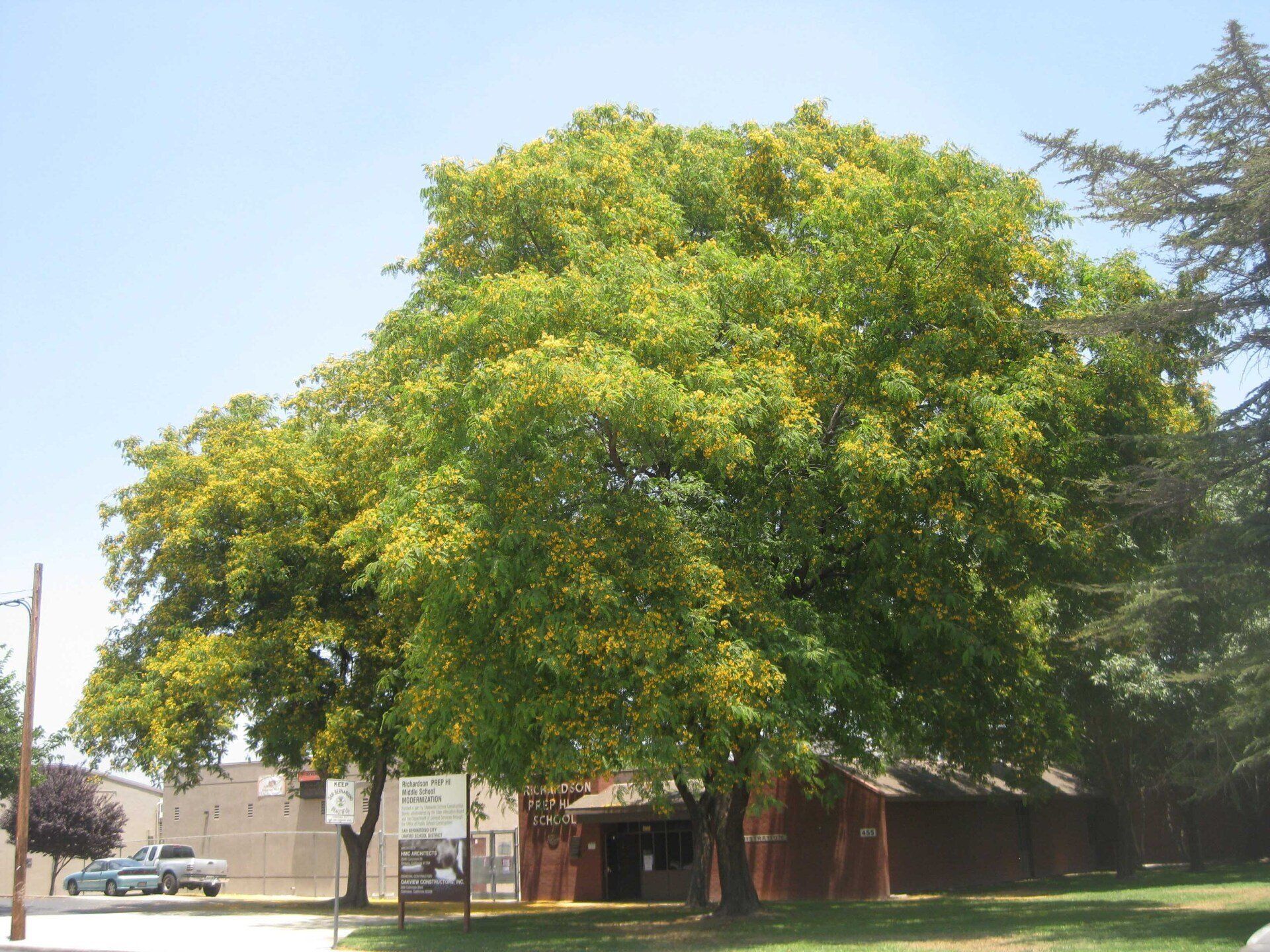 Big Trees — San Bernardino, CA — Richard Pope & Associates