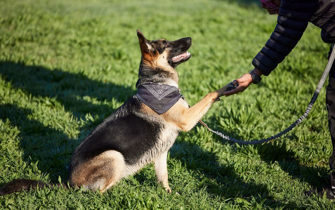 German Shepherd dog sitting on grass giving a paw to a person in a park.