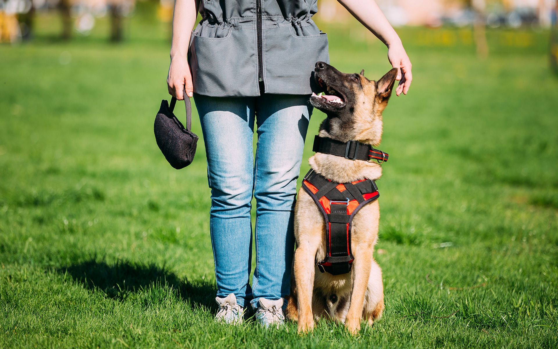 Person petting a tan and black dog wearing a harness and collar in a grassy field. The person holds a waste bag.