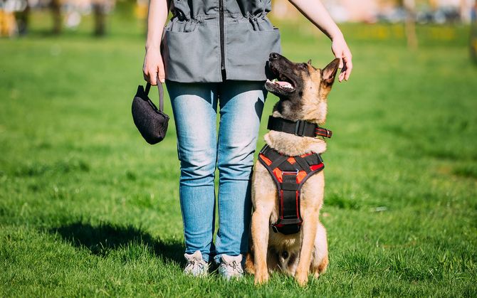Person petting a tan and black dog wearing a harness and collar in a grassy field. The person holds a waste bag.